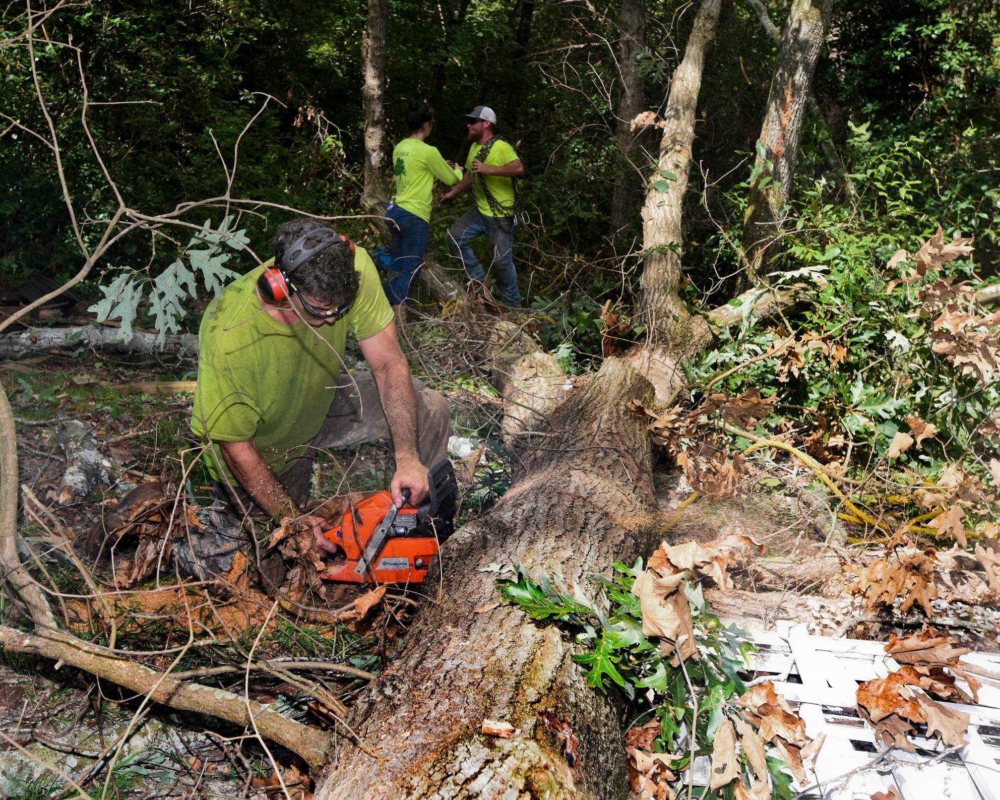 How To Remove Palm Tree Stump Easy Guide