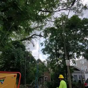Why Is Tree Trimming So Expensive