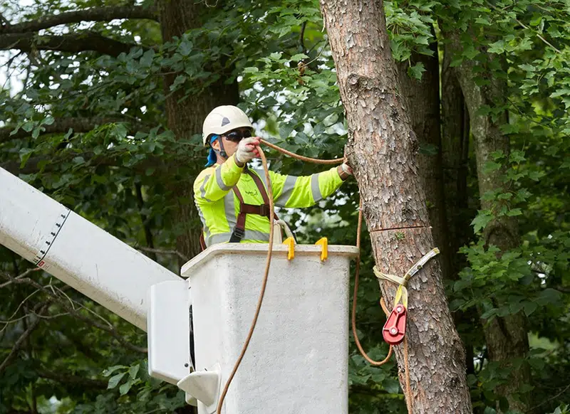 When to Trim a Dogwood Tree