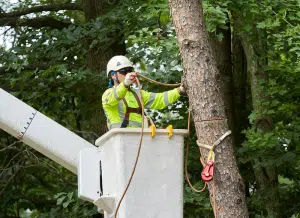 Trim a Palm Tree