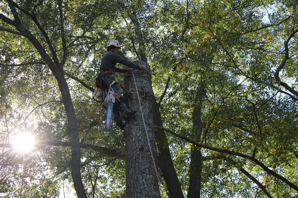 Trim a Money Tree