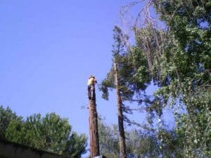 Can You Trim Trees in the Summer?
