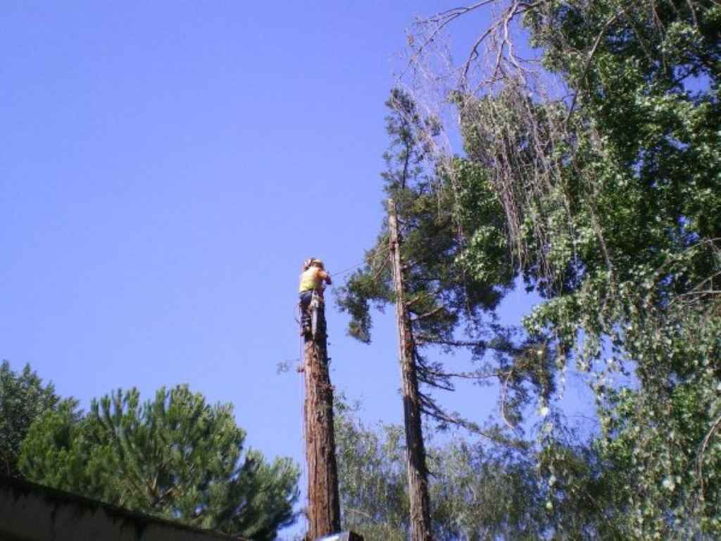 Can You Trim Trees in the Summer?