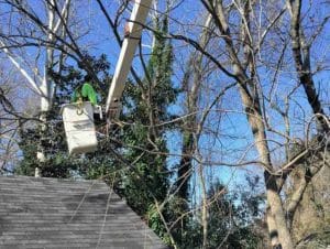 How to Trim a Banana Tree