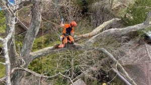 How to Trim a Weeping Cherry Tree?