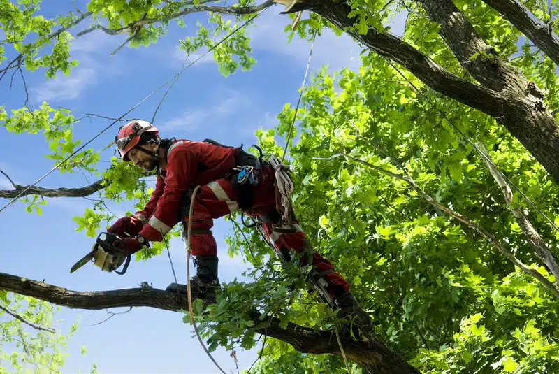 When to Trim Oak Trees