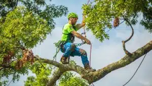 Trim a Bonsai Tree