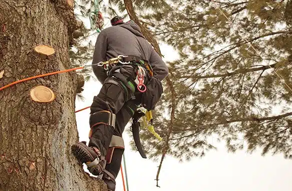 When Should You Trim Trees