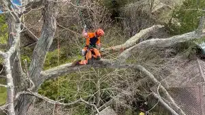 Trim a Weeping Cherry Tree