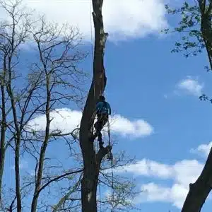 Remove Palm Tree Roots