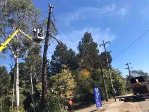 Remove Mistletoe from Trees