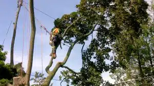 Remove Squirrel Nest from Tree