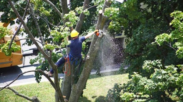 how to remove moss from trees