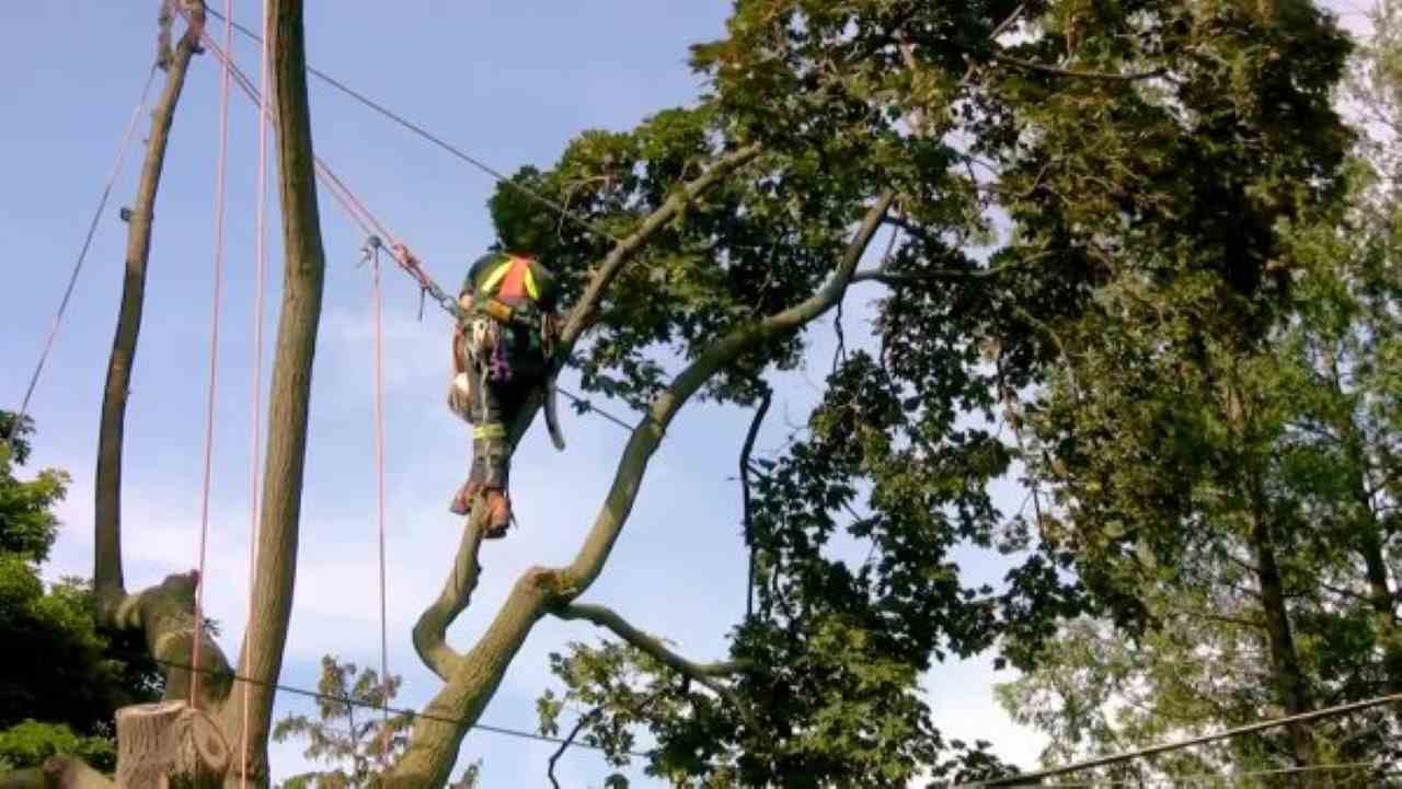 Should i remove squirrel nest from tree arborist huffman