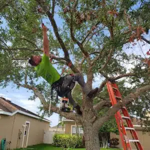 Remove a Beehive from A Tree