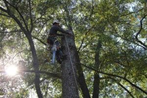 Can I Save my Ash Tree?