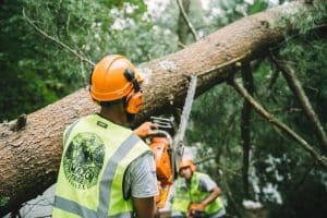 How To Memorialize A Beloved Tree You Have To Remove?