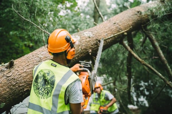 How To Memorialize A Beloved Tree You Have To Remove?
