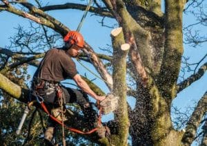 How to remove small trees