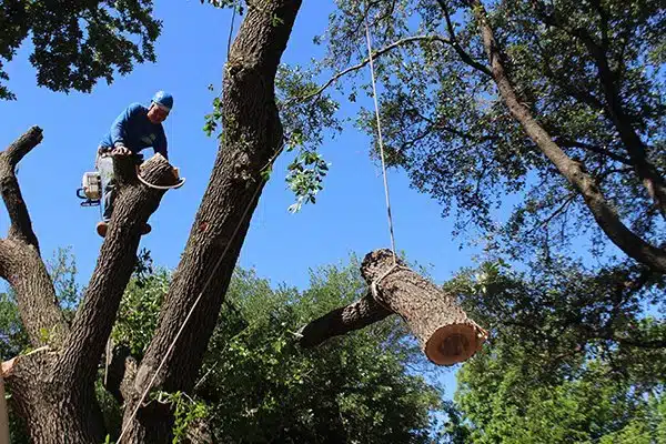 Remove Tree Stakes