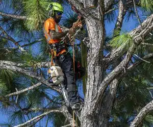 Remove Vines from Tall Trees