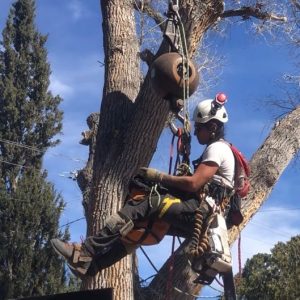 How to Trim a Palo Verde Tree