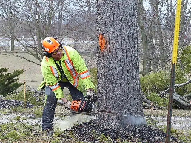 How Long Does It Take to Grind a Stump