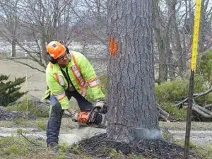 How long does it take to grind a stump?