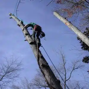 palm tree trimming tools