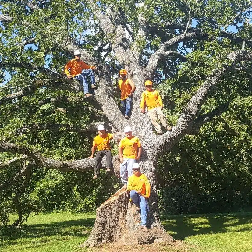 How a Stump Grinder Work