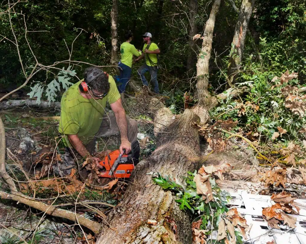 How to Remove Palm Tree Stump