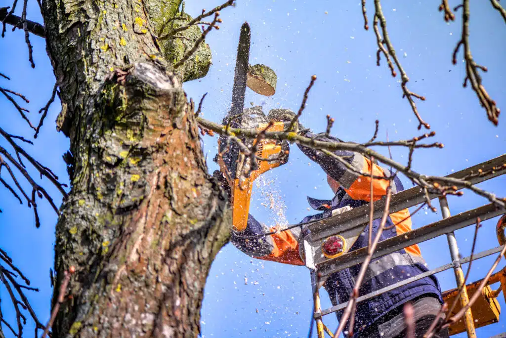 How to Negotiate Tree Removal