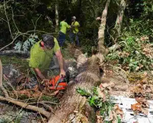 How to remove palm tree stump