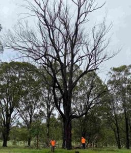 How to root a tree branch without cutting