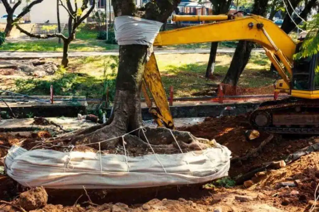 how to remove a palm tree