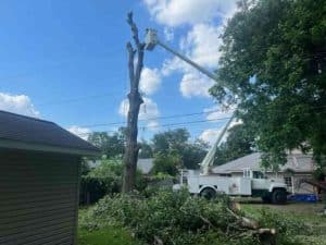 What to do with a dead tree in your yard?