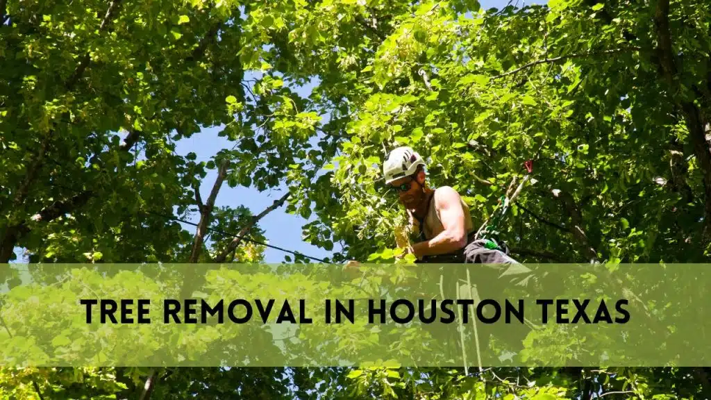 Tree Removal in Houston Texas