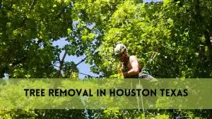 Tree Removal in Houston Texas