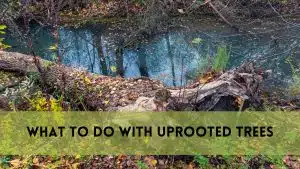 What to Do with Uprooted Trees:
