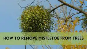 How to Remove Mistletoe from Trees