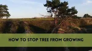 How to Stop Tree from Growing