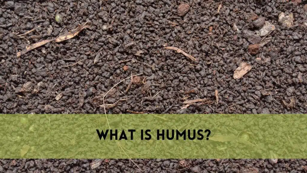 What is Humus