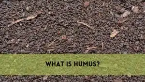 What is Humus