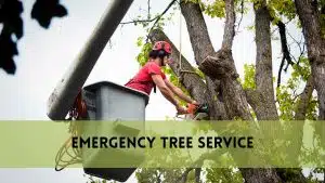 Emergency Tree Services