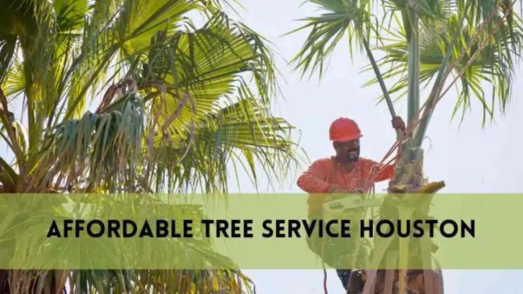 Affordable Tree Service Houston