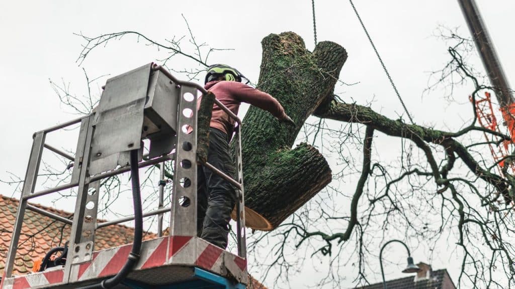 tree cutting expertise