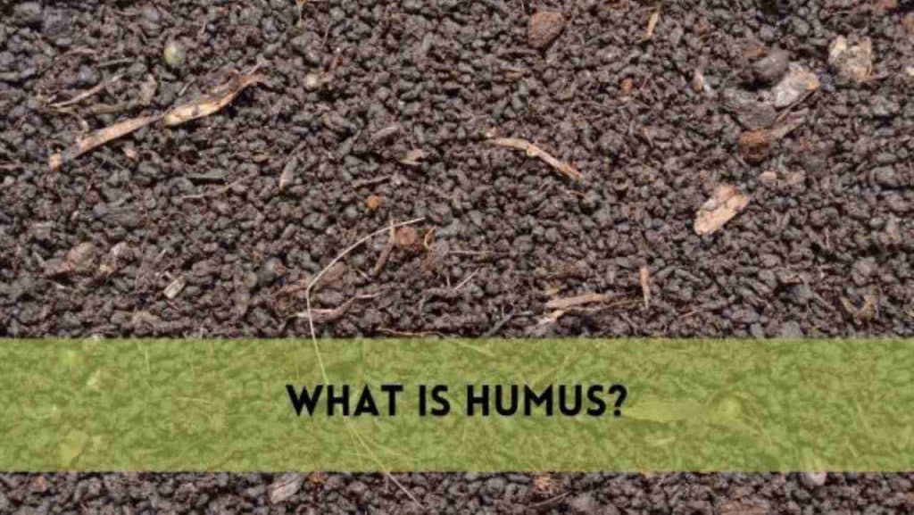 What is Humus?