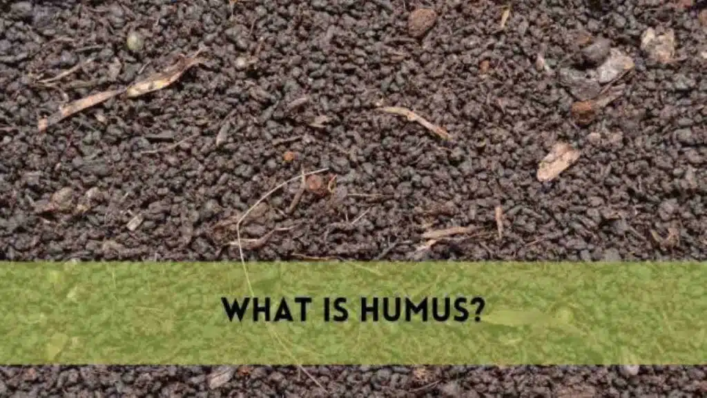 What is Humus?