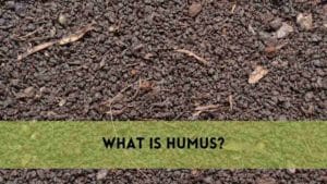 What is Humus?