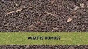 What is Humus?